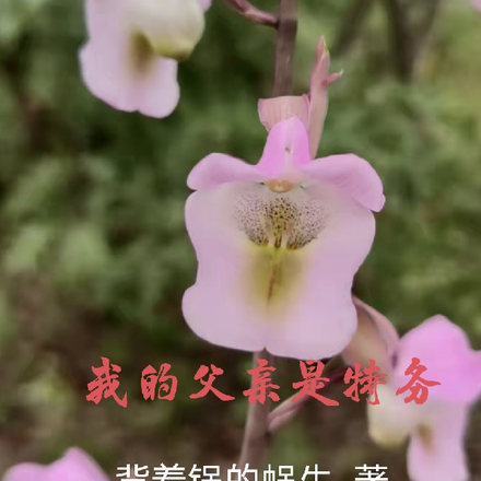 我的父親是特務